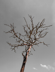 Fototapeta na wymiar dry old tree on a gray sky background