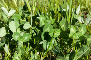 clover without flowers