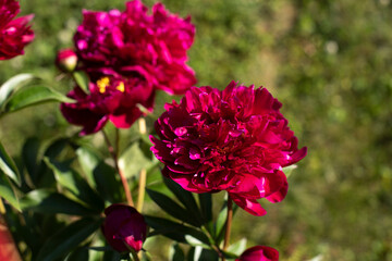 Red flower in the garden. Beautiful flower bud. Plants bloom in summer.