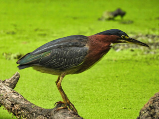 Heron on the Hunt: A green heron bird carefully watching the duckweed covered pond below fishing for a meal