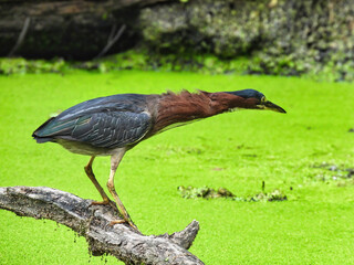 Heron on the Hunt: A green heron bird outstretches neck ready to strike the duckweed covered pond below to catch a fish