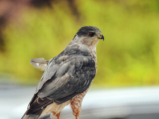 Hawk on a Fence: Profile Closeup of a copper's hawk bird of prey raptor on a fence in a suburban area on a sunny summer day with a wing feather sticking out