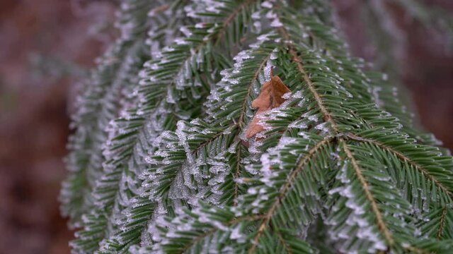 Frost on Fir branch in slight breeze - (4K)
