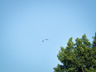 Bird in Flight: A caspien tern seagull bird in flight on a clear day with a bright blue sky
