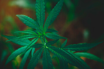 Fototapeta na wymiar Top view Cannabis leaves of a plant on a dark background.Green leaves color tone dark in the morning. Cannabis Texture,environment, Marijuana Leaf.photo concept fresh and cannabis plant growing.