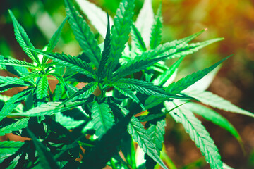 Top view Cannabis leaves of a plant on a dark background.Green leaves color tone dark in the morning. Cannabis Texture,environment, Marijuana Leaf.photo concept fresh and cannabis plant growing.