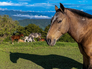 Beautiful Horses in the great green fields of Costa Rica Near the Green energy wind mills