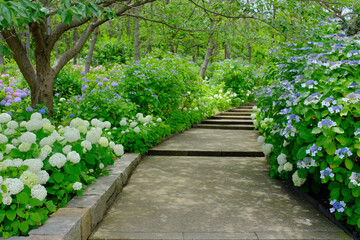 Fototapeta premium 紫陽花
