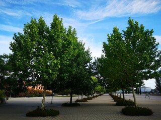 Walking boulevard in Madrid sunny morning