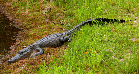 an american alligator lounging in the swamp land of okefenokee national wildlife refuge in southern georgia