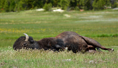 american bison  lying in the grass in  summer  near biscuit basin in Yellowstone National Park,...