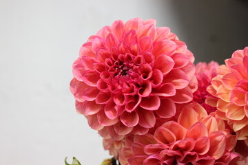 pink dahlia flower