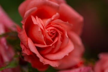 pink rose with bokeh and soft edge