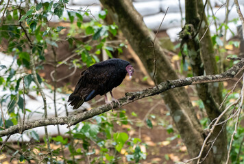 Close up view of a the turkey vulture or Zopilote, a Scavenger bird