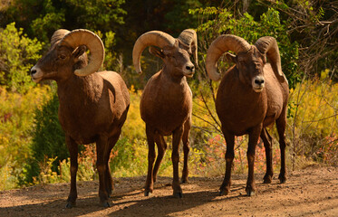 three  rocky mountain bighorn sheep rams standing in the trail  in fall in waterton canyon near littleton, colorado