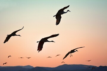 Naklejka na ściany i meble sihouette of sandhill cranes at sunset against a mountain backdrop coming in for landing in a corn field in wingter in the bosque del apache national wildlife refuge near socorro, new mexico 