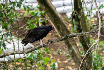 Close up view of a the turkey vulture or Zopilote, a Scavenger bird