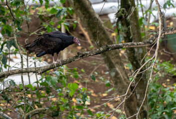 Close up view of a the turkey vulture or Zopilote, a Scavenger bird