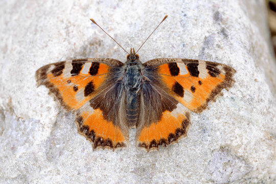 Close up of small tortoiseshell butterfly on rock