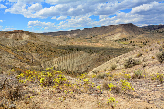 the eroded painted hills and yellow wildflowers on a sunny day  in the john day fossil beds national monument near mitchell. oregon 