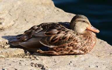 a female mallard  resting on the shore of ketring lake in summer in littleton, colorado 