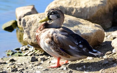 a male mallard  in eclipse plumage resting on the shore of ketring lake in littleton, colorado 