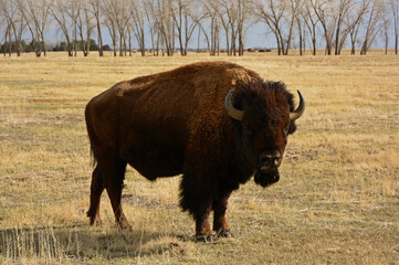 american bison  standing in a field   along the wildlife drive in the rocky mountain arsenal wildlife refuge in early spring in commerce city,  near denver, colorado