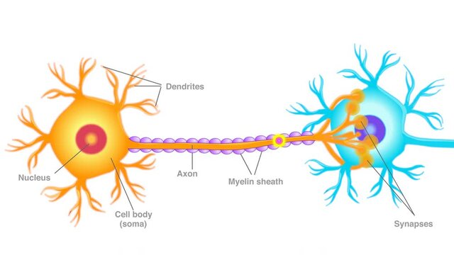 Neuron connect diagram animation. communication. Transmission nerve signal between two neurons. Brain, axon, sheath, dendrite. Nervous system. Explanations. White background. 2d medical 4k video