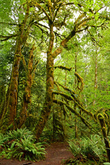 rain forest, ferns,   and moss-covered trees on the marymere  falls hike near lake crescent, washington