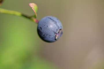 in july the blueberries are ripe