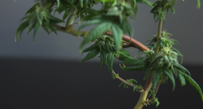 Beautiful green flowering bonsai cannabis cbd plant close up tilt