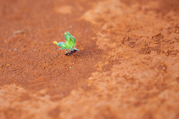 Isolated Saúva ant carrying a green leaf on the dirt floor in the shady sun. selective focus