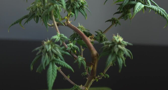 Wide angle view of beautiful green flowering bonsai cannabis cbd plant tilt