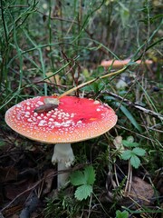fly agaric mushroom in forest