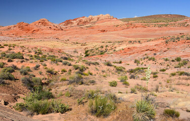 the colorful and eroded desert landscape of valley of fire state park and yucca plants in bloom, near overton, nevada