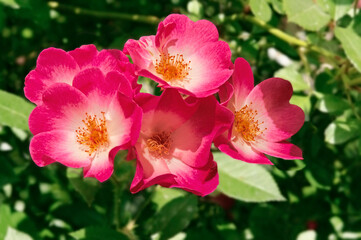 Beautiful bright musky roses (Balerina) close-up on a background of green leaves on a bright sunny day © fedotovalora