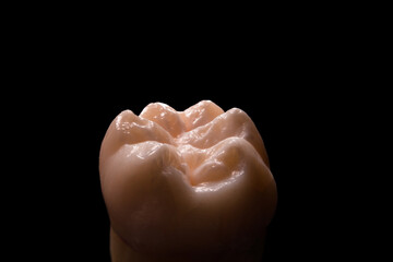Molar with six cuspid