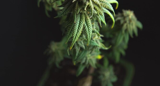 Beautiful green flowering buds of bonsai cannabis cbd plant high angle tilt