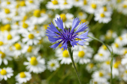 Piękne czerwone maki i chabry na tle zielonego pola  na wsi. 