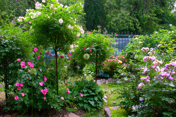 A beautiful summer garden with roses of different varieties of white, pink, red, lilac shades and ornamental plants