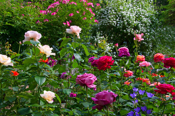 Beautiful bright different roses and bells close-up in a flower garden on a bright sunny day