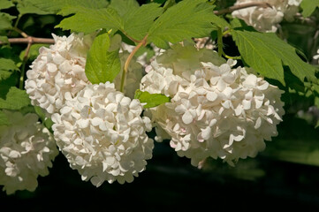 Bright white flowers of viburnum Boule de Neige close-up against a background of green leaves in a city park