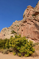 Fototapeta premium dramatic red rock formations and yellow leaves on a cottonwood tree along the collins spring trail in the grand gulch area of cedar mesa near blanding, utah 