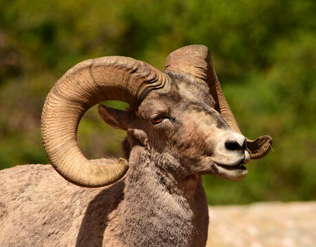 Close Up Of A Rocky Mountain Big Horn Sheep Ram In Summer At Waterton Canyon,  Littleton, Colorado