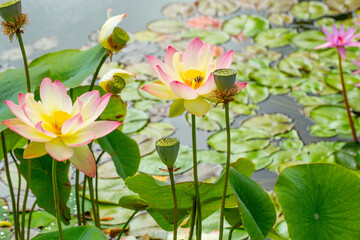 Lotus