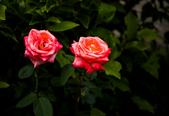 red rose in the garden