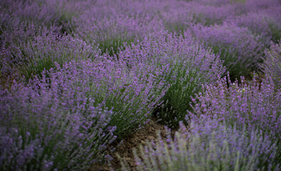 Obraz premium field of lavender. Flowers. Nature. Background. 