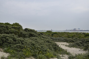 Hoek van Holland walks