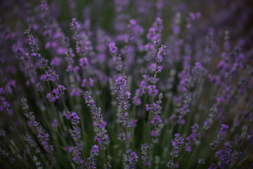 lavender field bakground. Field. Background. Nature. 
