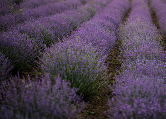 Obraz na płótnie Canvas field of lavender